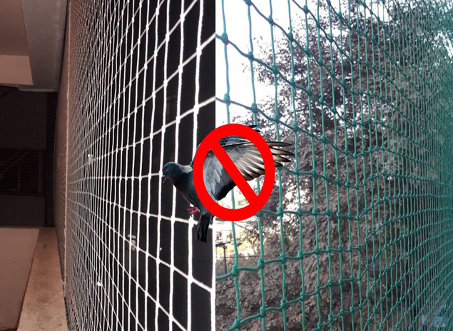 Pigeon Net Installation